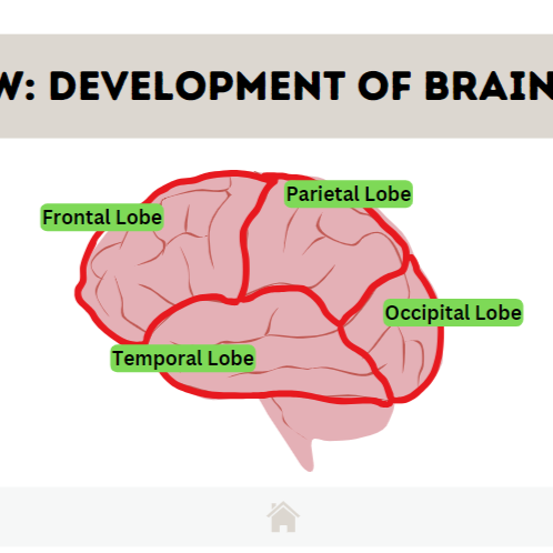 Brain Health Curriculum Prototype